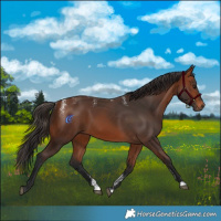 Horse Color:Powder White Bay 