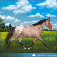 Horse Color:Bay Roan Appaloosa 