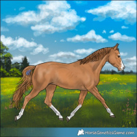 Horse Color:Chestnut Rabicano 