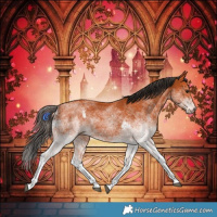Horse Color:White Spotted Bay
