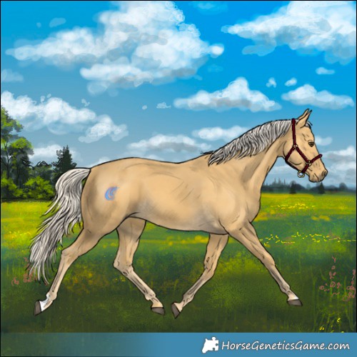 Horse Color:Palomino 