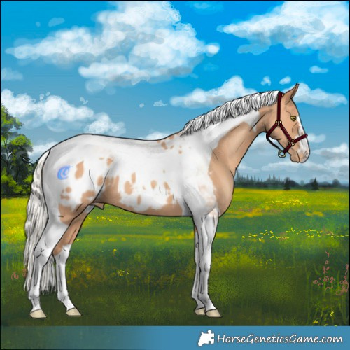 Horse Color:Silver Amber Champagne Tobiano Blanket 