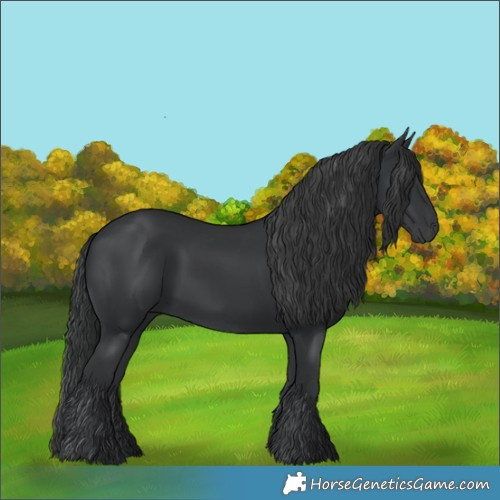 Horse Color:Black 
