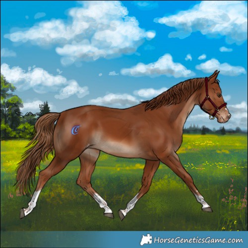 Horse Color:Chestnut Tobiano Appaloosa 