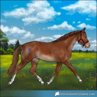 Horse Color:Chestnut Tobiano Appaloosa 
