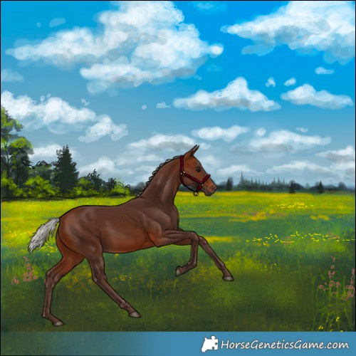 Horse Color:Silver Brown Rabicano 
