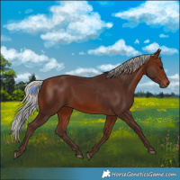 Horse Color:Silver Brown Rabicano 