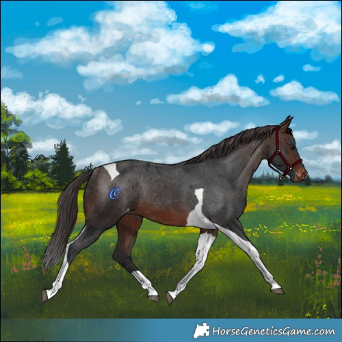 Horse Color:Brown Tobiano Skewed Appaloosa Rabicano 