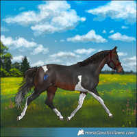 Horse Color:Brown Tobiano Skewed Appaloosa Rabicano 