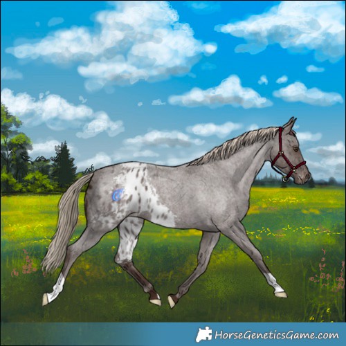 Horse Color:Liver Red Roan Skewed Appaloosa 