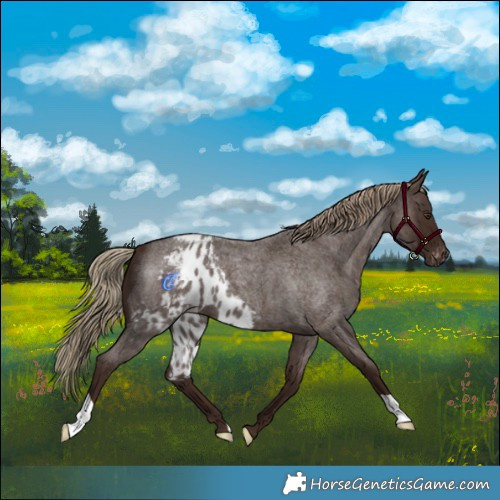 Horse Color:Liver Red Roan Skewed Appaloosa 