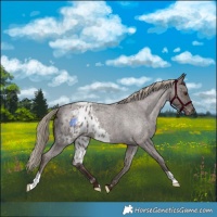 Horse Color:Liver Red Roan Skewed Appaloosa 