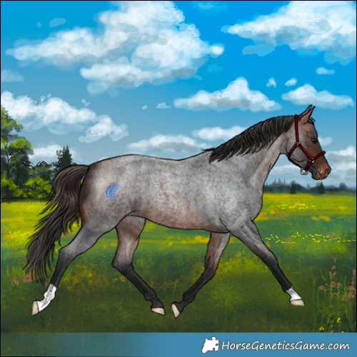 Horse Color:Bay Roan Appaloosa 