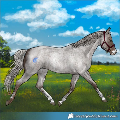 Horse Color:Silver Blue Roan Sabino Rabicano 