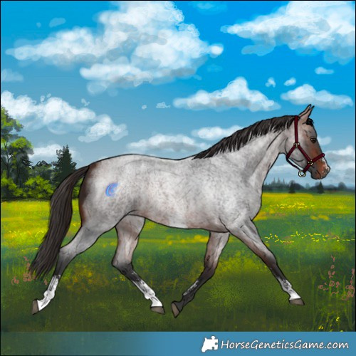 Horse Color:Bay Roan Sabino Rabicano 