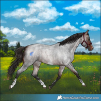 Horse Color:Bay Roan Sabino Rabicano