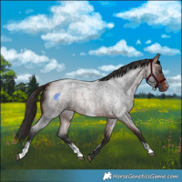 Horse Color:Bay Roan Sabino Rabicano