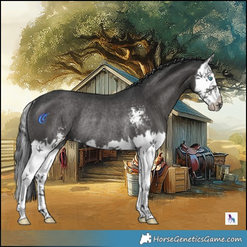 Horse Color:Black Sabino Splash Rabicano 