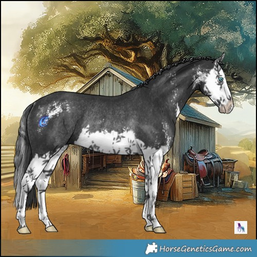 Horse Color:Black Sabino Splash Rabicano 