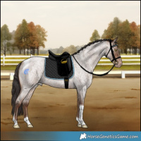Horse Color:Sable Champagne Roan Tobiano Rabicano 