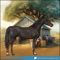 Horse Color:Liver Chestnut Sabino 