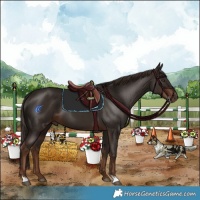 Horse Color:Liver Chestnut Sabino 
