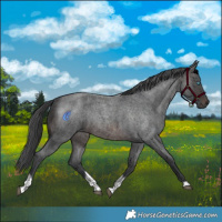 Horse Color:Brown Roan Merle Tobiano Rabicano