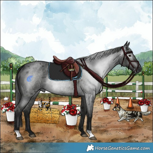 Horse Color:Gray Blue Roan Rabicano 
