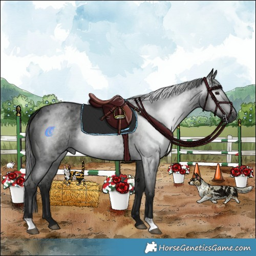 Horse Color:Gray Blue Roan Rabicano 
