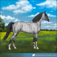 Horse Color:Blue Roan 