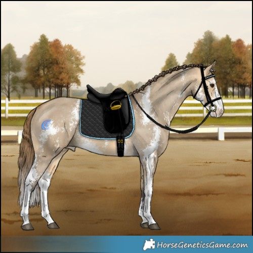 Horse Color:Buckskin Dun Sabino Appaloosa Rabicano 