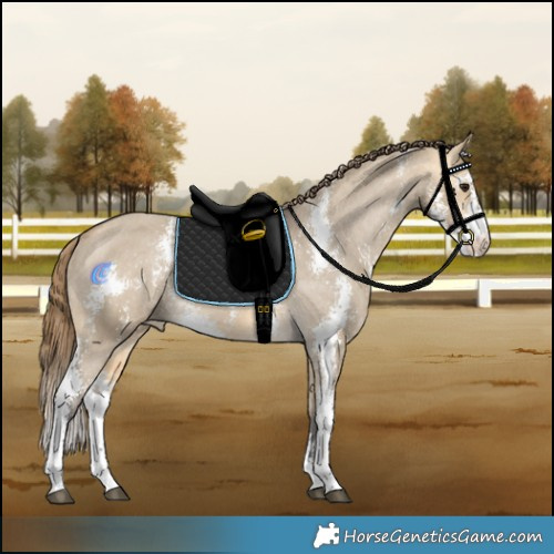 Horse Color:Buckskin Dun Sabino Appaloosa Rabicano 