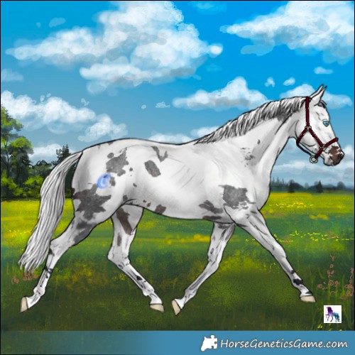 Horse Color:Brown Roan Harlequin Merle Tobiano 