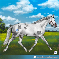 Horse Color:Brown Roan Harlequin Merle Tobiano