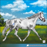 Horse Color:Brown Roan Harlequin Merle Tobiano