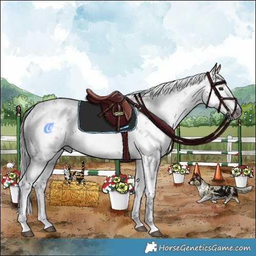 Horse Color:Gray White Spotted Liver Red Dun Sabino 