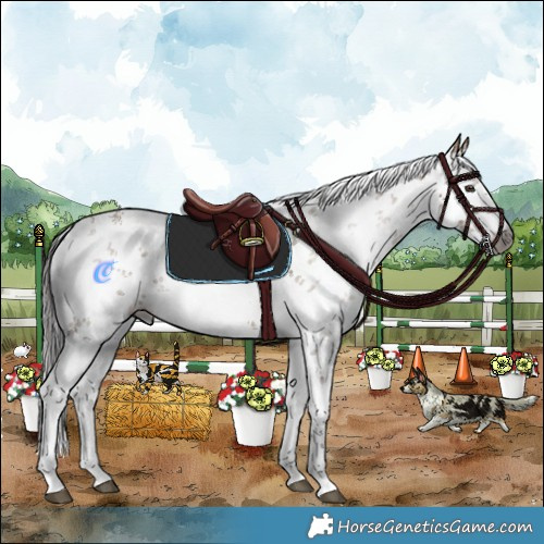 Horse Color:Gray White Spotted Liver Red Dun Sabino 
