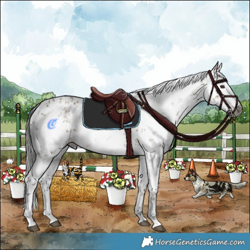 Horse Color:Gray White Spotted Liver Red Dun Sabino Rabicano 