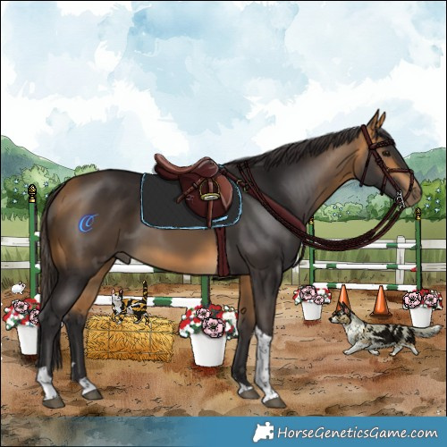 Horse Color:Buckskin Tobiano 