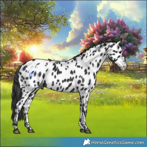 Horse Color:White Spotted Black Appaloosa 