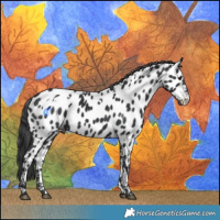 Horse Color:White Spotted Black Near Leopard 