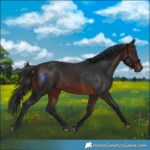 Horse Color:Brown 