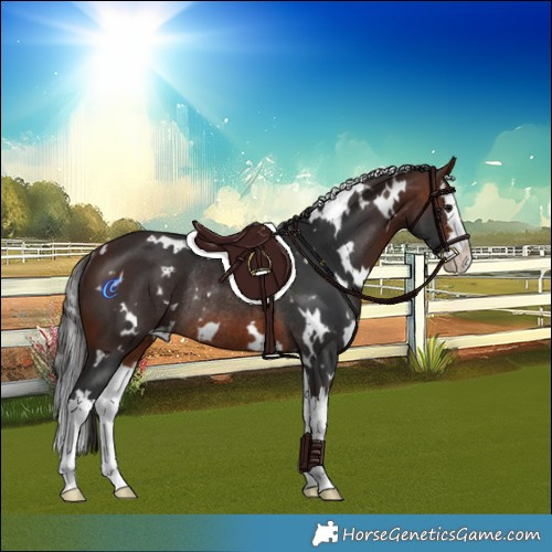 Horse Color:White Spotted Bay Splash Rabicano 