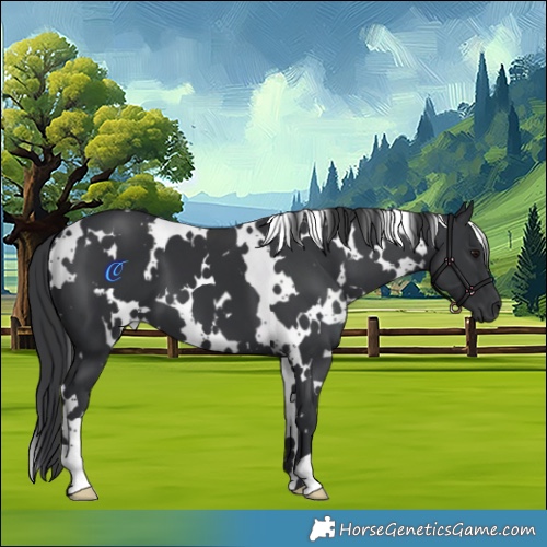 Horse Color:White Spotted Black 