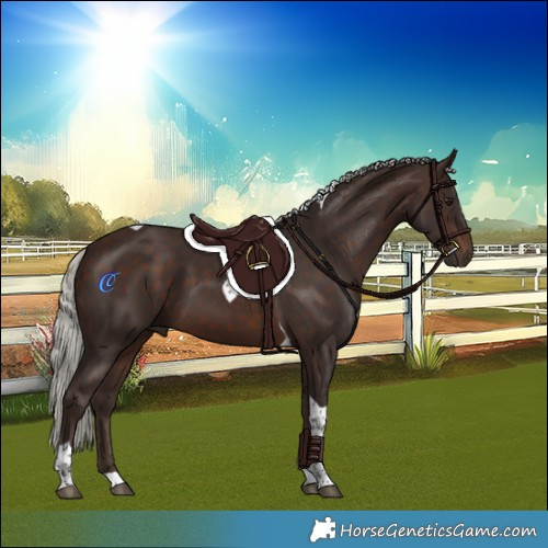 Horse Color:Silver Brown Tobiano 