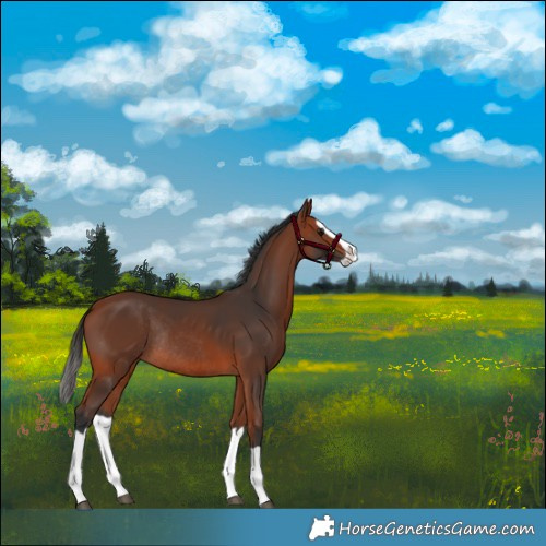 Horse Color:Bay Splash Rabicano 