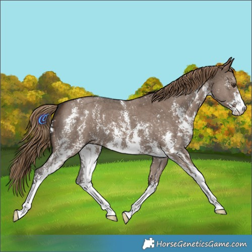 Horse Color:Liver Red Dun Sabino 