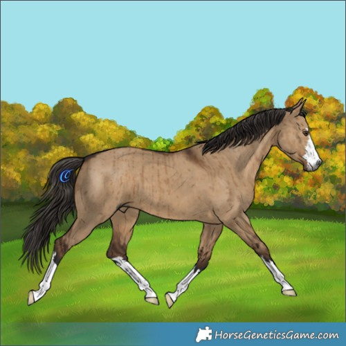 Horse Color:Gray Liver Red Dun Brindle