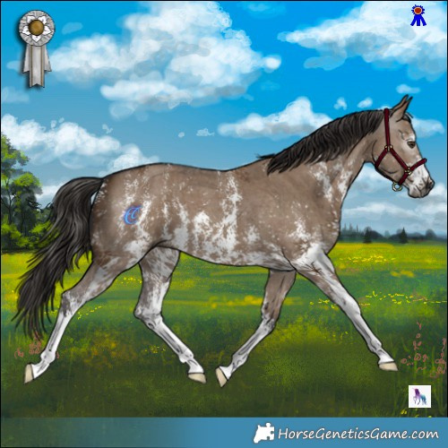 Horse Color:Gray Liver Red Dun Sabino 