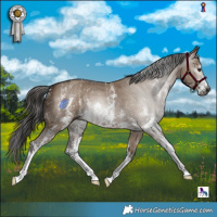 Horse Color:Gray Liver Red Dun Sabino 
